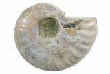 3/4" Silver Iridescent Ammonite Fossils - Photo 4